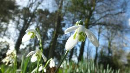 Snowdrop Trail