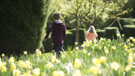 Daffodil trail