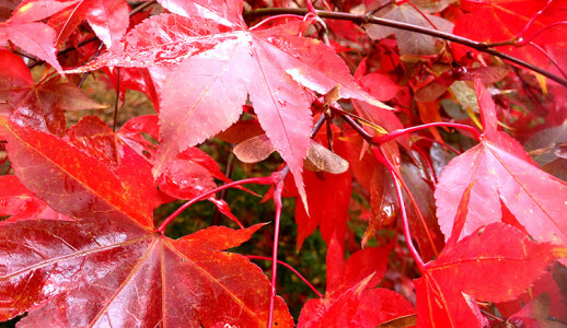 Autumn Escape, Three for Two