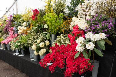 Cornwall Garden Society Evening Lecture