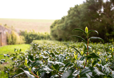 Guest Blog: A storm in a teacup
