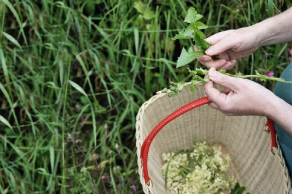 Foraging at Philleigh Way with 'Never Mind the Burdocks'