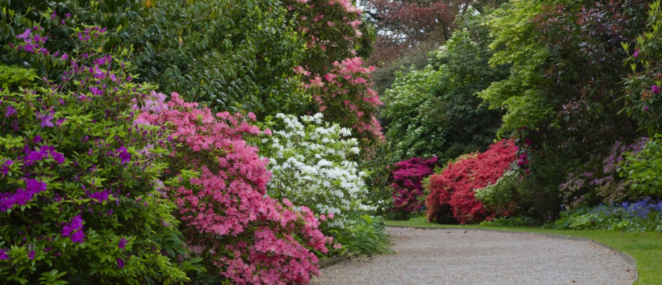 Discover Spring in Cornwall with a four-day Garden Break at The Nare Hotel