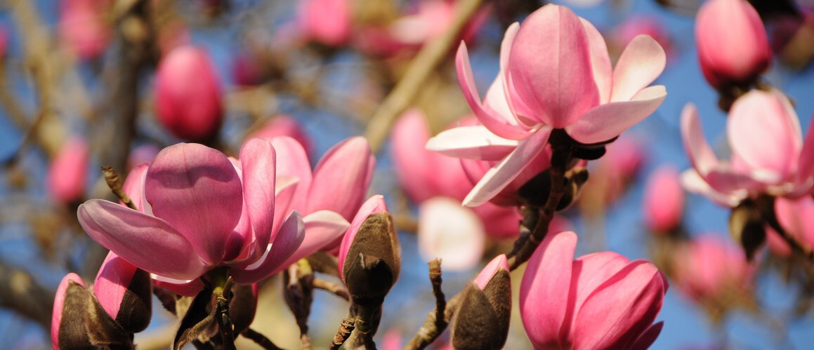 Spring is declared! Arriving first in Cornwall