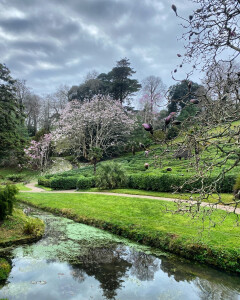 Guest Blog: National Trust Glendurgan Garden Springtime
