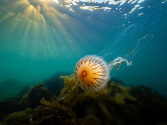 2023 Cornish Wildlife Photography Exhibition