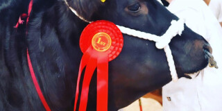 Truro Primestock Show