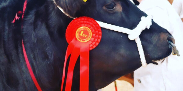 Truro Primestock Show