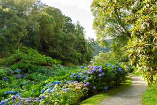 Trebah’s Hydrangeas Reach Full Summer Glory