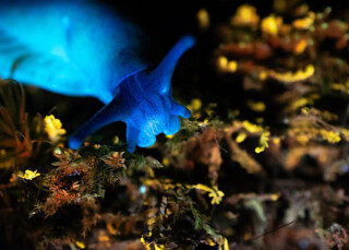 Trebah Garden - Biofluorescent Night Walk