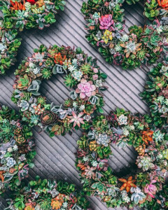 Hotel Tresanton - Living Wreath Workshop