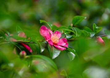 China 'In The Footsteps Of Plant Hunters'