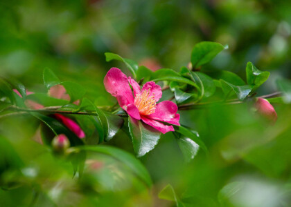 China 'In The Footsteps Of Plant Hunters'