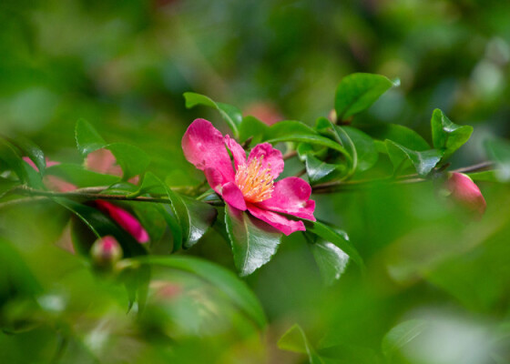China 'In The Footsteps Of Plant Hunters'