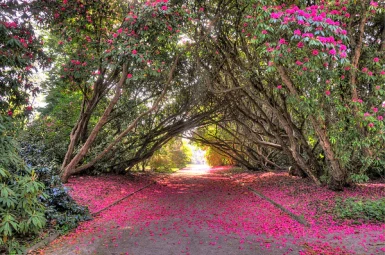 The World’s Largest Charity Open Garden Weekend