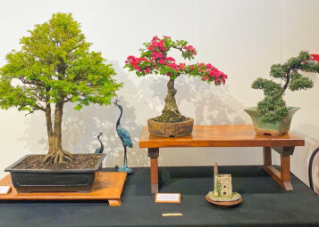 Bonsai Bonanza at Trebah Garden!