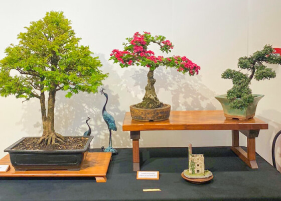 Bonsai Bonanza at Trebah Garden!