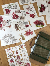 Seaweed Pressing Workshop