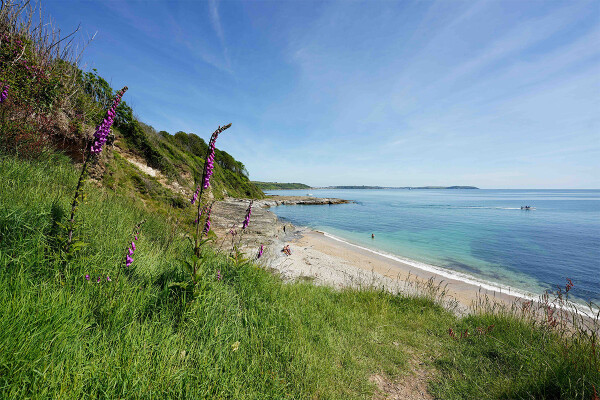 Coastal Foraging at The Cove