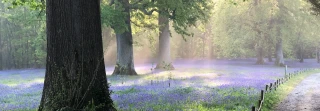 Bluebell Festival