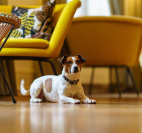 Garden BBQ and Dog Competition at Hotel Meudon