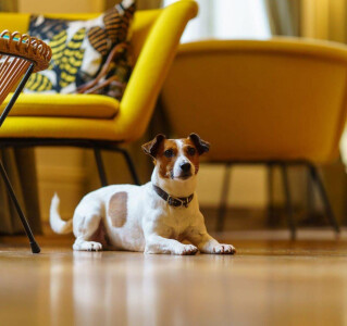 Garden BBQ and Dog Competition at Hotel Meudon