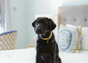 Dog friendly rooms at The Greenbank Hotel