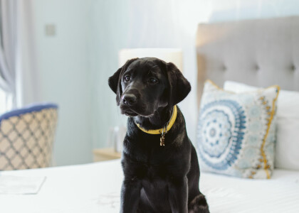 Dog friendly rooms at The Greenbank Hotel