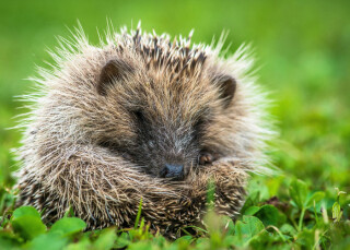 Prickles & Paws Trail at Trebah