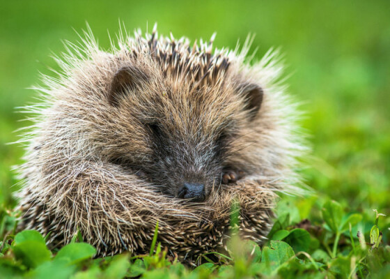 Prickles & Paws Trail at Trebah