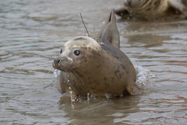 Mission Seal Pup: Tracking the Journey Home