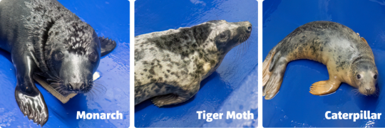 Cornish Seal Sanctuary hospital admits three new pups