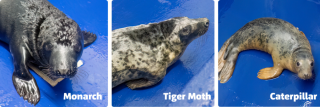 Cornish Seal Sanctuary hospital admits three new pups