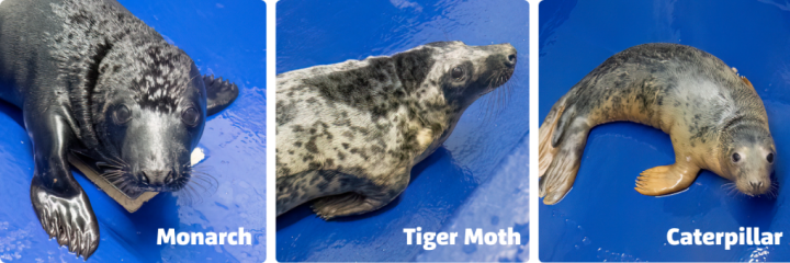 Cornish Seal Sanctuary hospital admits three new pups