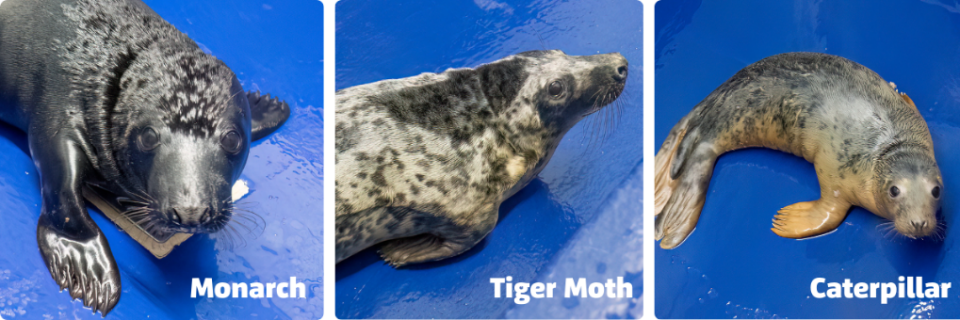 Cornish Seal Sanctuary hospital admits three new pups