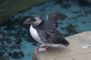 New Arrival at the Cornish Seal Sanctuary