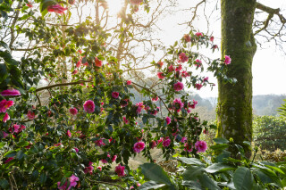 February Half Term at Glendurgan Garden