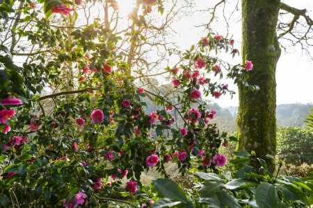 February Half Term at Glendurgan Garden