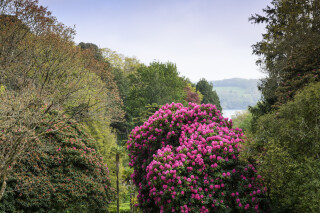 Guest Blog: National Trust Glendurgan Garden