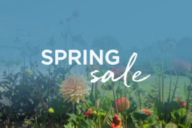 Spring Sale with Forever Cornwall