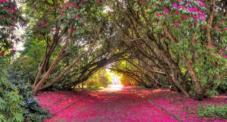 Tregothnan Charity Open Garden Weekend