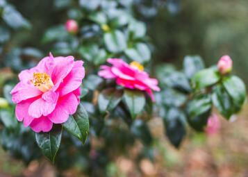 The History of Tea with Jeremy Wilson