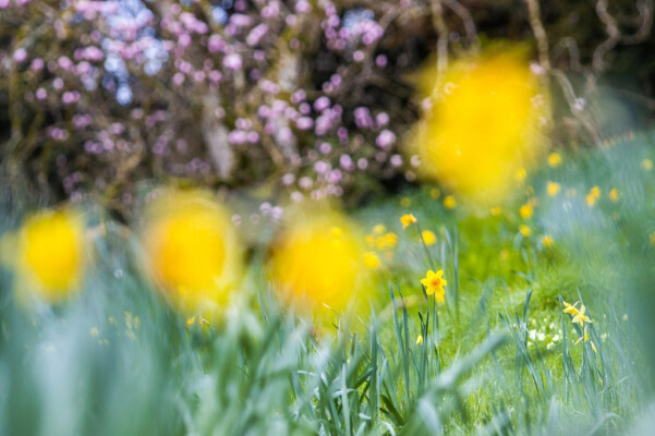 Mother’s Day At Trebah Kitchen