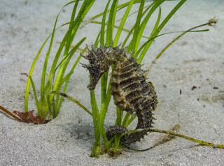 Underwater Gardeners: The Secrets Of Growing Seagrass