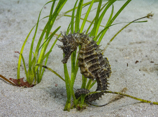Underwater Gardeners: The Secrets Of Growing Seagrass