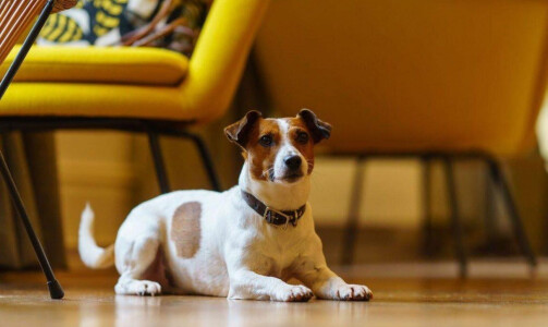 Dog Competition & BBQ with Hotel Meudon