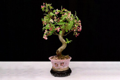 Bonsai Bonanza with Trebah Garden