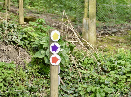 Discover Nature’s Beauty on the Philleigh Way Wood Walk