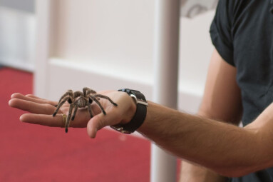 Creepy Crawly Zoolab Halloween Workshop with Trebah Garden