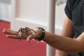 Creepy Crawly Zoolab Halloween Workshop with Trebah Garden